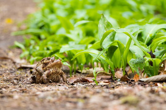 Frogs maiting