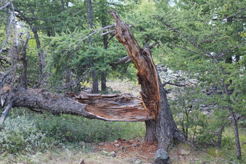 Broken tree. There was lightning in the tree.