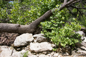 a fallen tree and large rocks in a stream bed