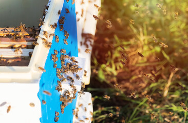 Bees at old hive entrance. Bees returning from honey collection to yellow hive. Bees at entrance. Honey-bee colony guards hive from looting honeydew. bees return to beehive after honeyflow. Copy space