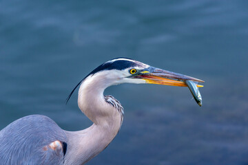 Great blue heron with a small fish