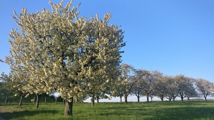 Naklejka premium tree in the field