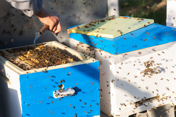 beekeeper pushesframe in hive. Examination of honey bees in summer during honey harvest.