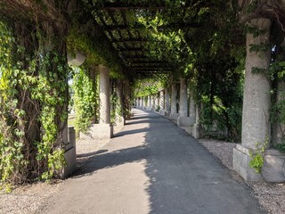 Large terrace with columns of green plants
