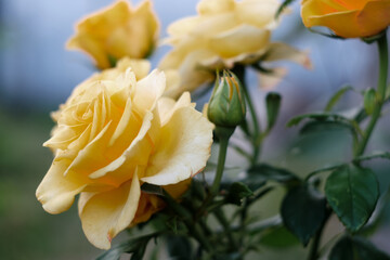 Fototapeta na wymiar Yellow roses on a summer evening close-up.