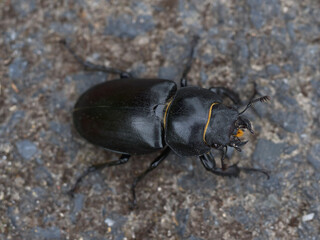 Robin (Lucanus cervus) close up of a black big worm front to face shot