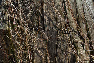 half-ruined wooden wall, braided with dry hops closeup