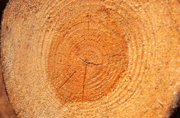 Naklejka premium section of a log with texture, ring, cracks