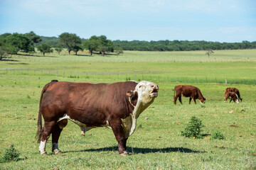 Fototapeta na wymiar Bull moaning in Argentine countryside, La Pampa, Argentina