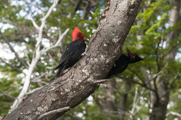 Magellanic Woodpecker in Patagonian forest environment, Los Glaciares National Park, Santa Cruz,...