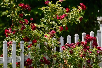picket fence with country flowers