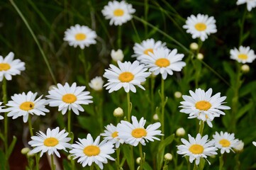 white daisies in a field