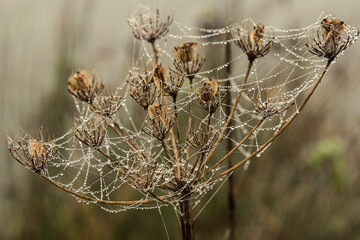 dew drops on the spiderweb