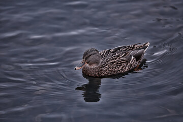 ducks on a pond in autumn, wild birds, duck mallard