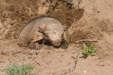 Armadillo digging his burrow, La Pampa , Patagonia, Argentina.
