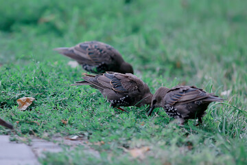 starling, little warbler, wildlife macro portrait bird