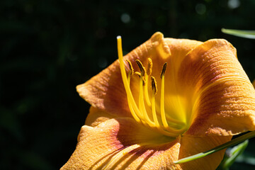 Fototapeta na wymiar Yellow flower with pistil