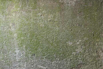 mold fungus plaster, old wall, dirty mold infection