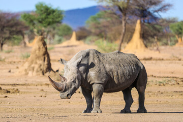 Obraz premium Mud covered white rhino standing alone among termite mounds in Namibia