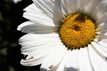 White and yellow daisy close up