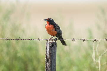  Long tailed meadowlark, perched on a fence, Patagonia,Argentina