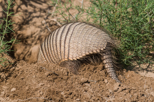 Armadillo Digging His Burrow, La Pampa , Patagonia, Argentina.