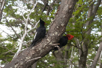 Magellanic Woodpecker in Patagonian forest environment, Los Glaciares National Park, Santa Cruz, Argentina