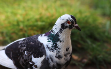 Portrait of a black and white dove, on a background of green grass