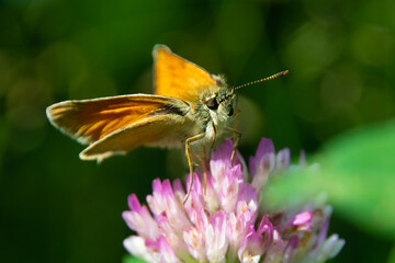 Skipper butterfly with folded proboscis sits on a flower