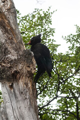 Magellanic Woodpecker in Patagonian forest environment, Los Glaciares National Park, Santa Cruz, Argentina