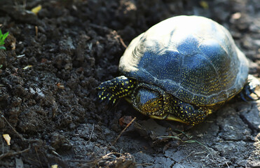 Turtle hide her head under her armor. She scared. Portrait, front view