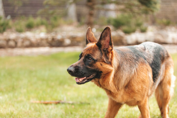 German shepherd playing on the grass in the park. Portrait of a purebred dog.