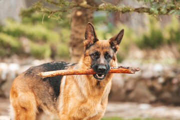Portrait of a German shepherd with a stick in the mouth. Purebred dog.