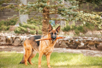Portrait of a German shepherd with a stick in the mouth. Purebred dog.