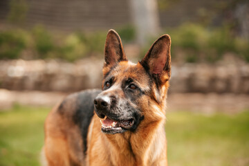 German shepherd playing on the grass in the park. Portrait of a purebred dog.