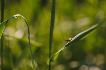 An insect on the field close up.