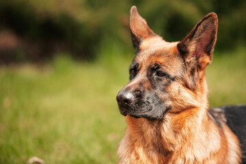 German shepherd playing on the grass in the park. Portrait of a purebred dog.