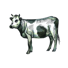 Colorful watercolor Hand-drawn sketch of cow on a white back ground. Farm animals. Livestock. Domestic animals.	
