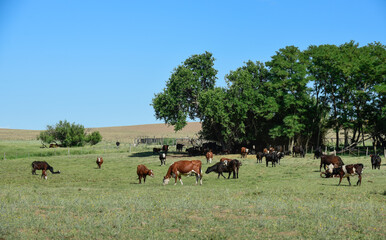 Cattle in Argentine countryside, Buenos Aires Province, Argentina.