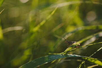 An insect on the field close up.