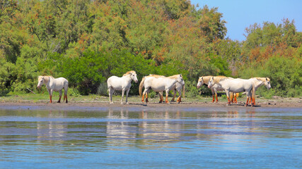 Obraz na płótnie Canvas France, wild white horses of Camargue cooling off on a river banks