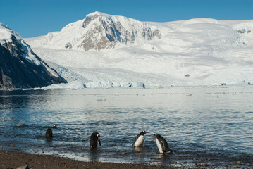  Gentoo Penguin,on an antarctic beach, Neko harbour,Antartica