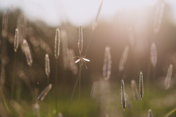 A mosquito on the field close up.