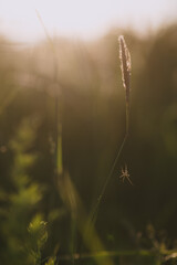 A field spider close up.