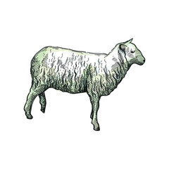 Colorful watercolor Hand-drawn sketch of sheep on a white back ground. Farm animals. Livestock. Domestic animals.	
