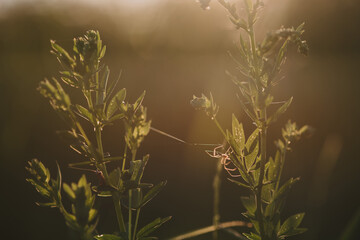 A field spider close up.