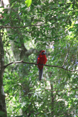 Crimson Rosella Parrot on the tree on the Twins Fall track. Springbrook Park in Gold Coast, Australia. June 24, 2020