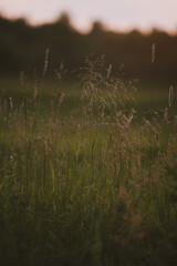 On the field at sunset.