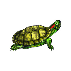 Colorful watercolor Hand-drawn sketch of a turtle on a white background. Domestic animal. Home pet. Domestic turtle. Domestic tortoise	
