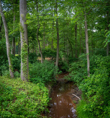 Woodland  Creek